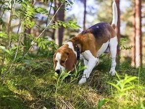 看萌狗最新爆料视频网站,揭秘热门视频网站背后的精彩瞬间  第2张